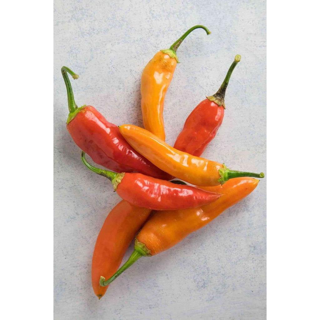 cabai rawit setan / rawit merah / rawit setan