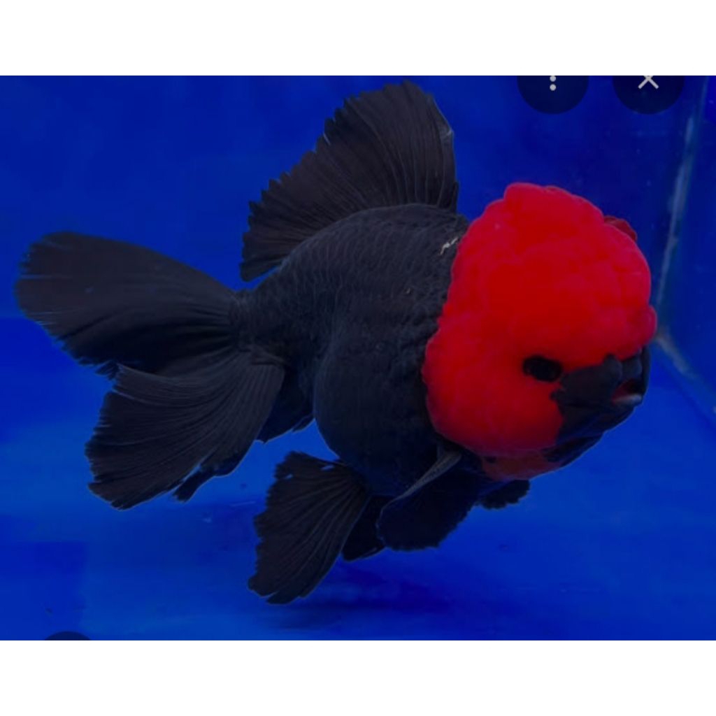 KOKI ORANDA TANCHO