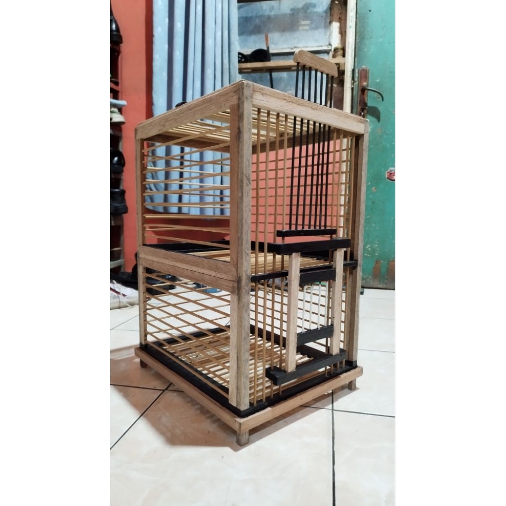 Dondang Burung Merpati / Dara