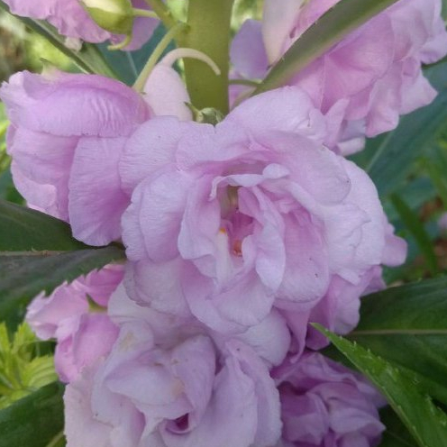 10 Benih Bunga Pacar Air Tumpuk Impatiens Balsamina Lilac