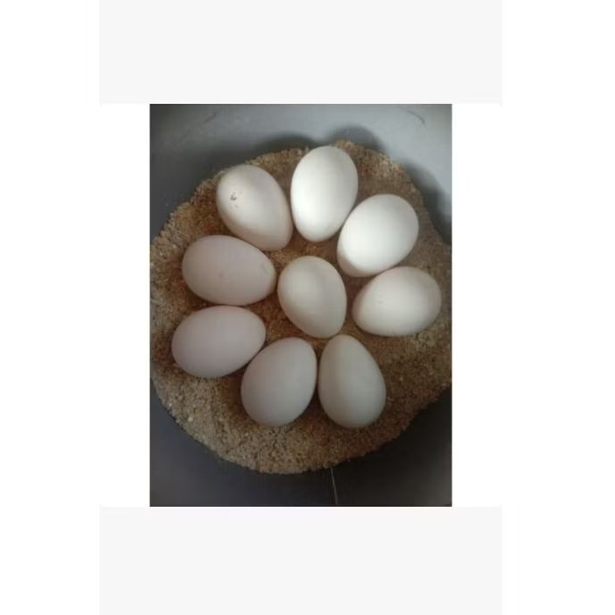 (10 butir)TELUR AYAM FERTIL, ELBA X WL,TELUR AYAM KAMPUNG fresh