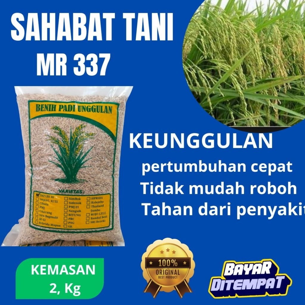 benih padi mr337 unggulan MR 337 dengan kemasan 2 kg benih padi super mr 337