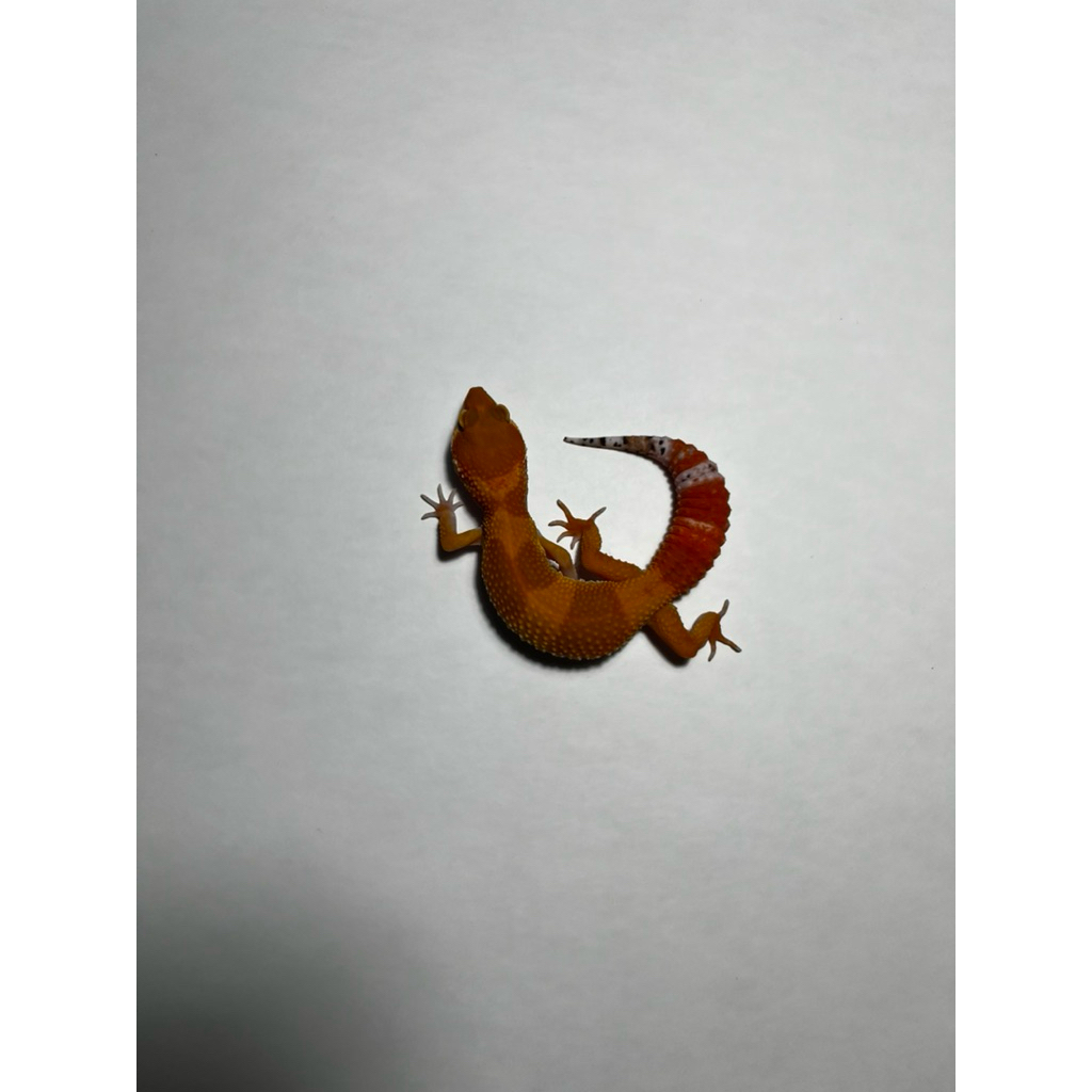 Hiasan Leopard Gecko SHTCTB