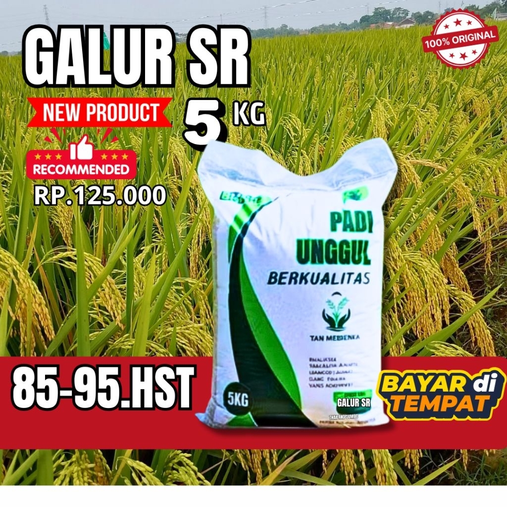 benih padi unggul benih padi GALUR SR 5Kg