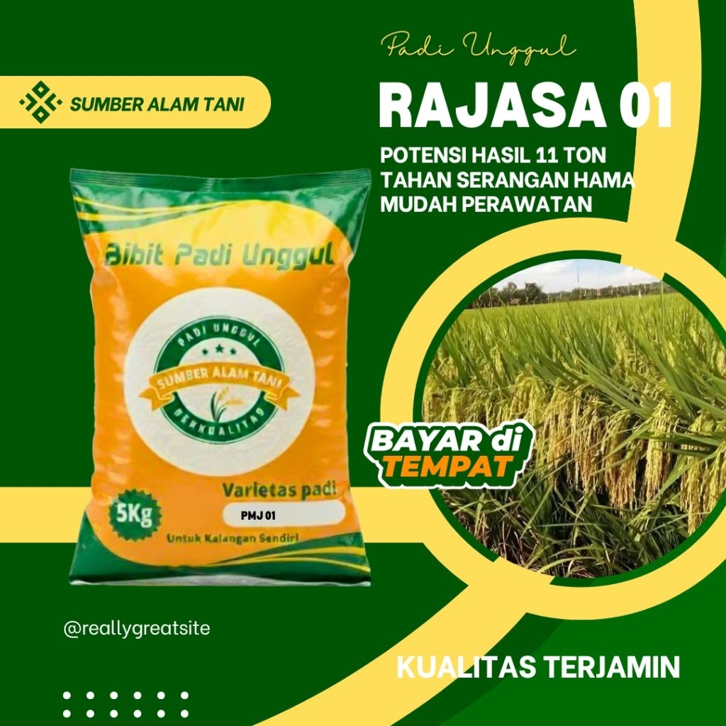 BENIH PADI RAJASA 01 kemasan 5 kg