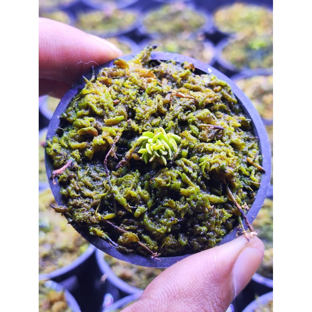 Dionaea Muscipula Kim Jong Il(CLUMP)/Venus flytrap