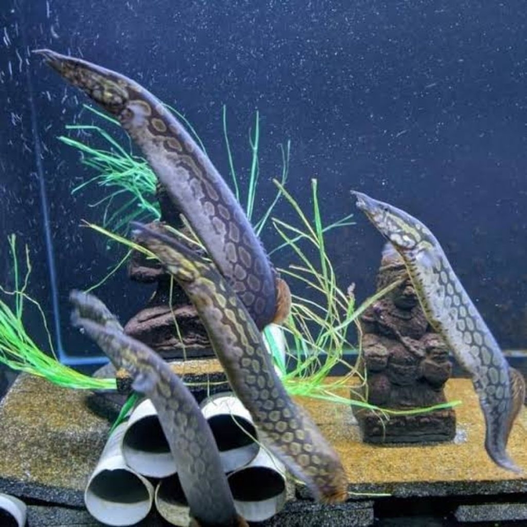 ikan hias sili batik / sili bambu