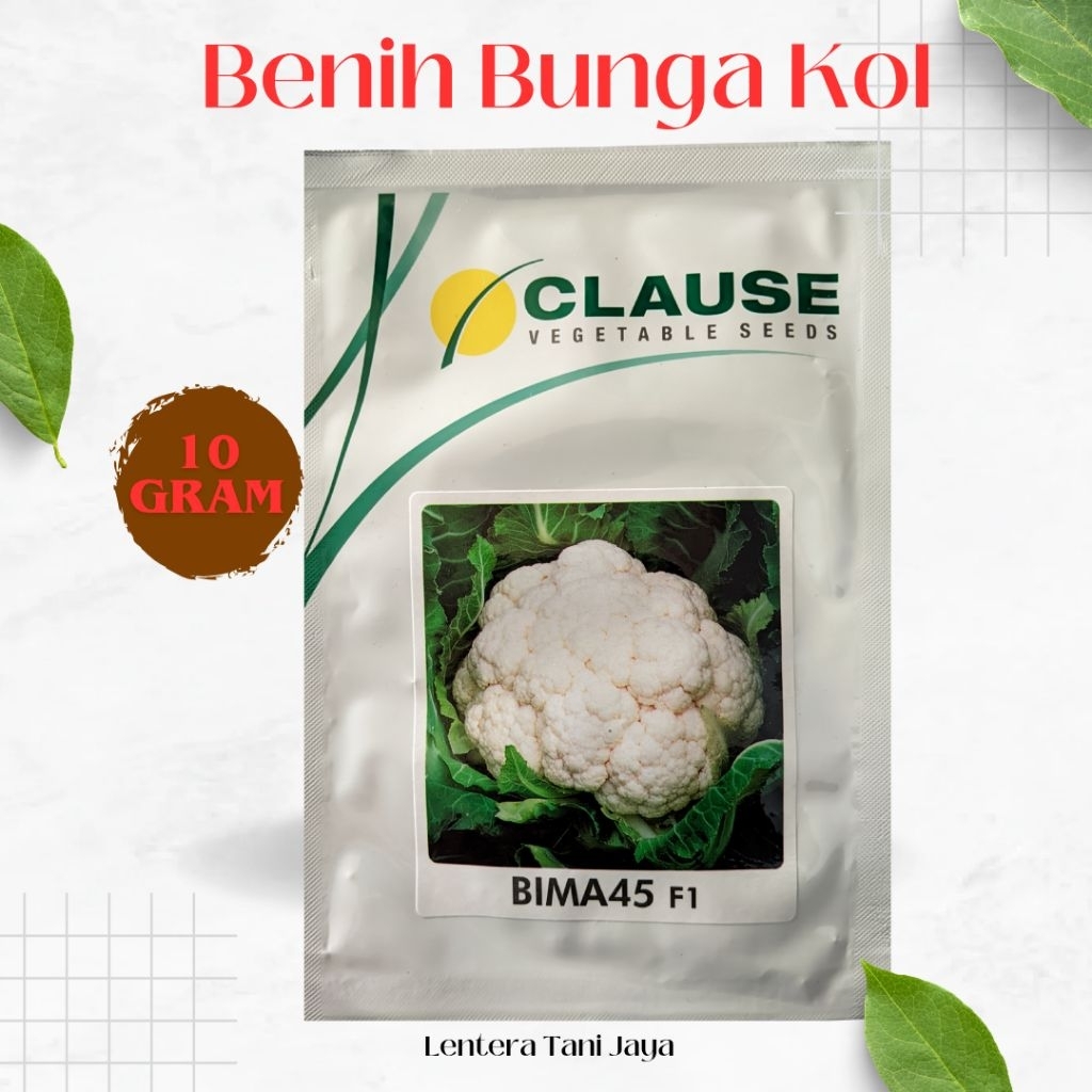 Benih Bunga Kol BIMA 45 F1 10Gram - CLAUSE