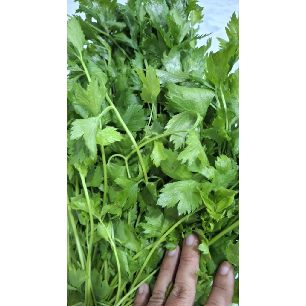 Daun seledri hidroponik segar 100 gr
