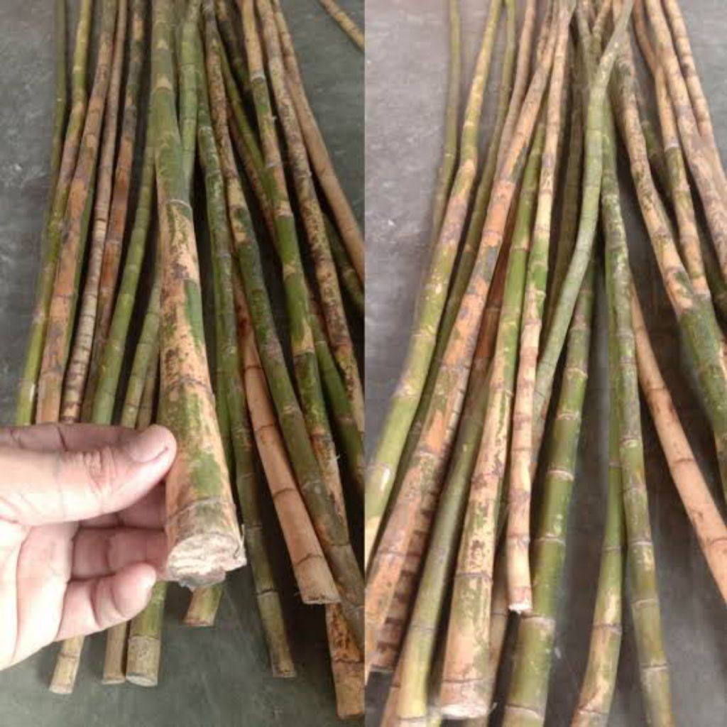 batang pohon waregu per 1 batang  bahan kerjainan ukuran 30 cm