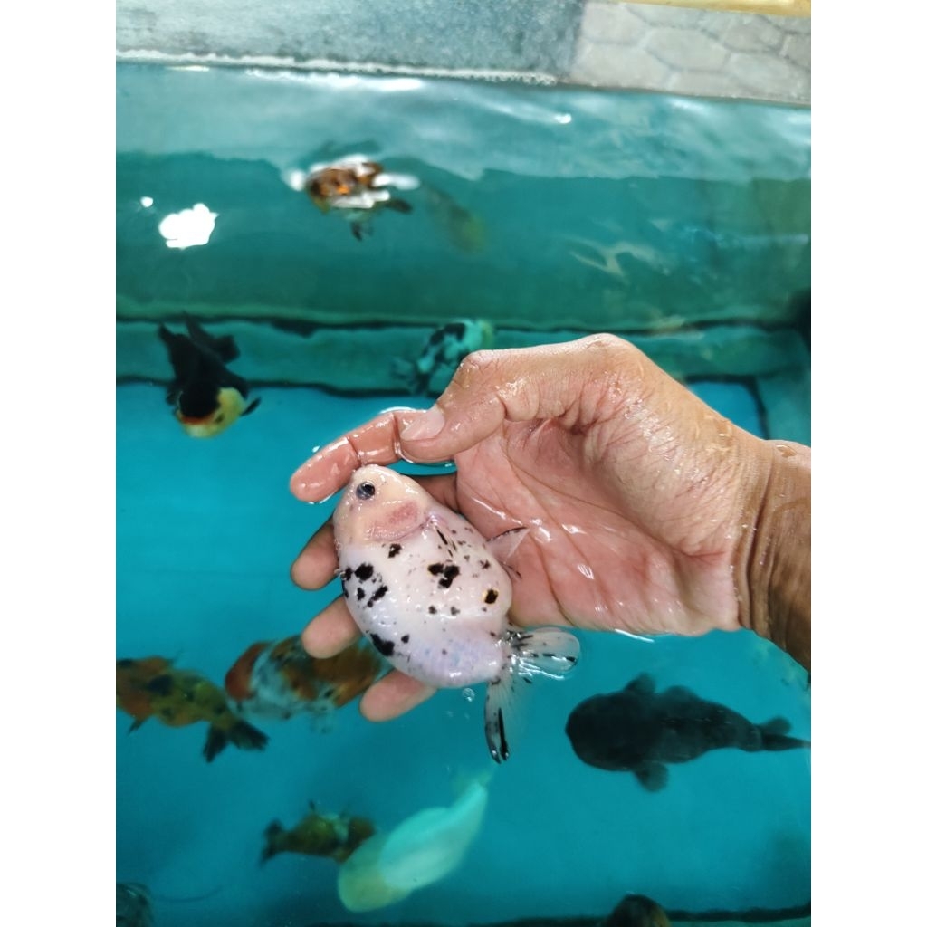 ranchu sapi grade A super