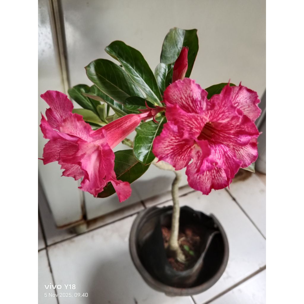 tanaman hias adenium bunga tumpuk ori