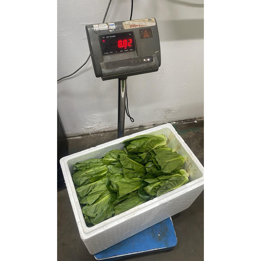Sayur Selada Lettuce Romaine 1 Dus (8 KG) Fresh Import