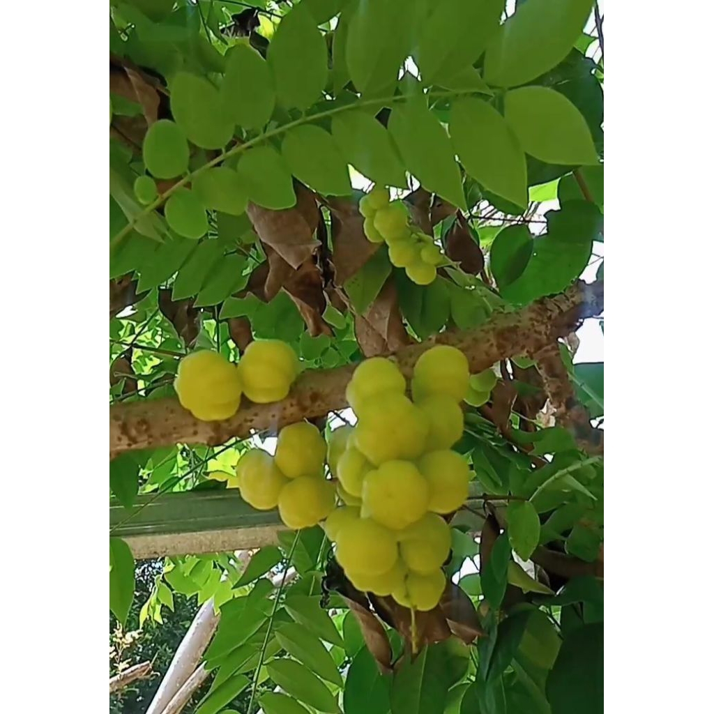 Cermai