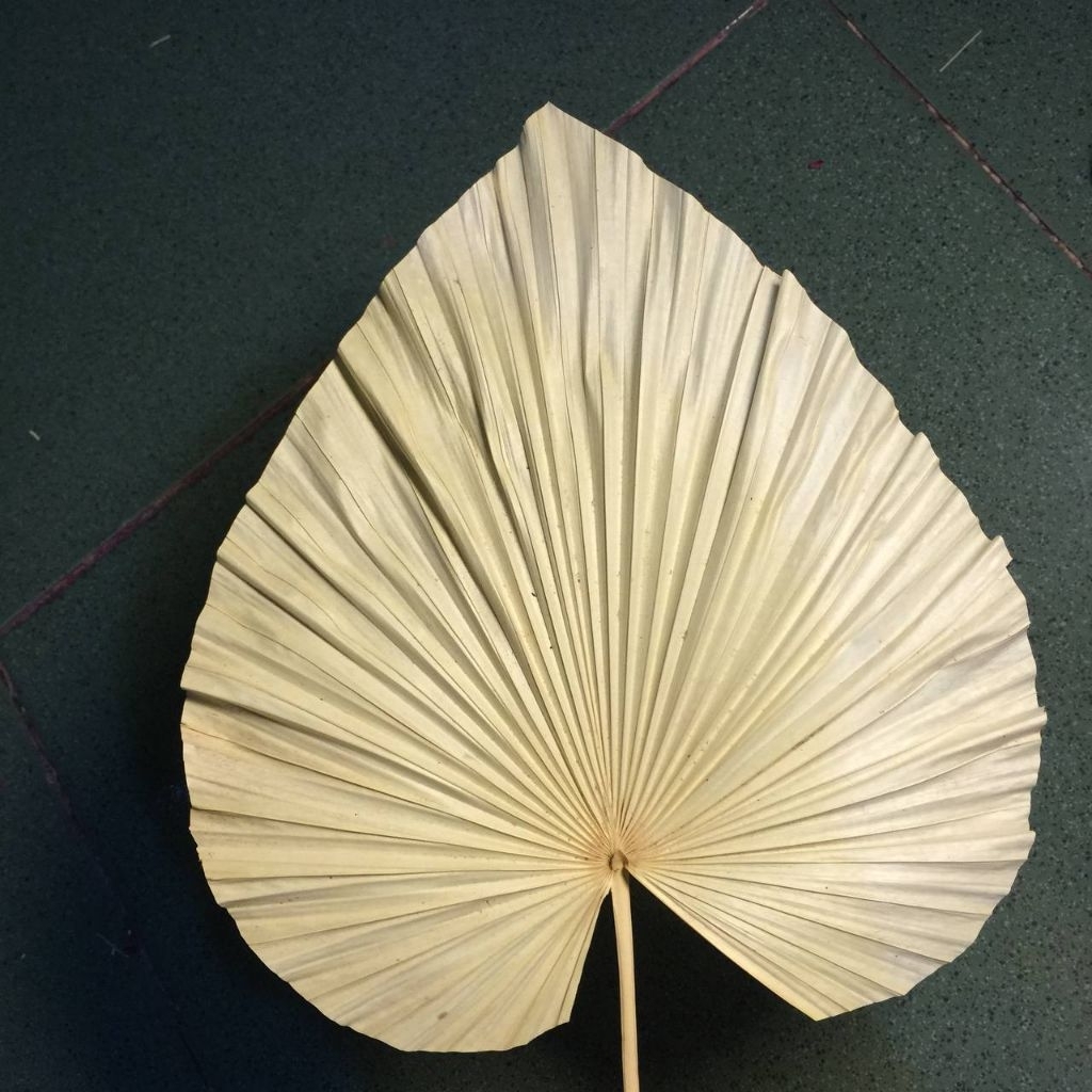 DAUN PALEM MINI PUTIH aesthetic dekorasi bunga kering murah