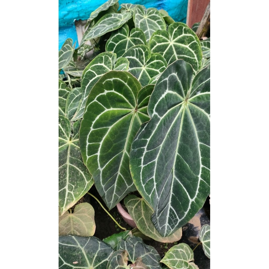 Tanaman Hias Kuping Gajah Besar