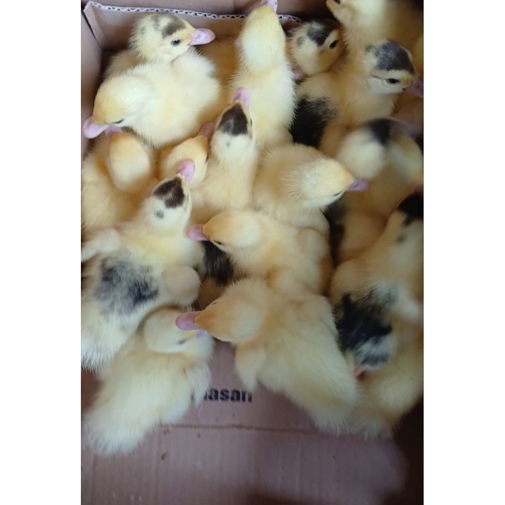 DOD entok super (khusus Pekanbaru)