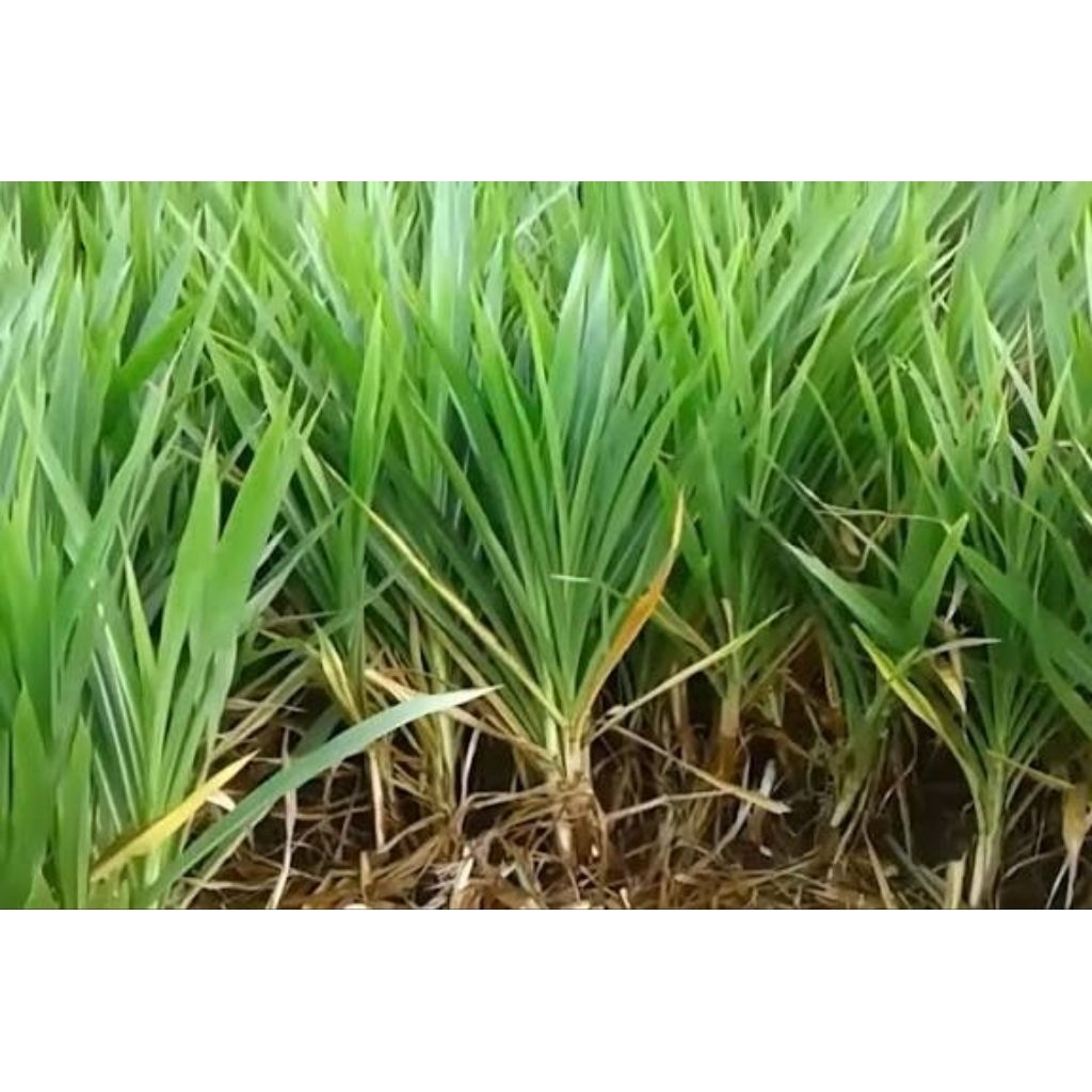 TERSEDIA - RUMPUT ODOT SUPER | SILASE MIX | RUMPUT BIOVITAS | KONSENTRAT NUTRIFEED BC 134 HIJAU ( UN