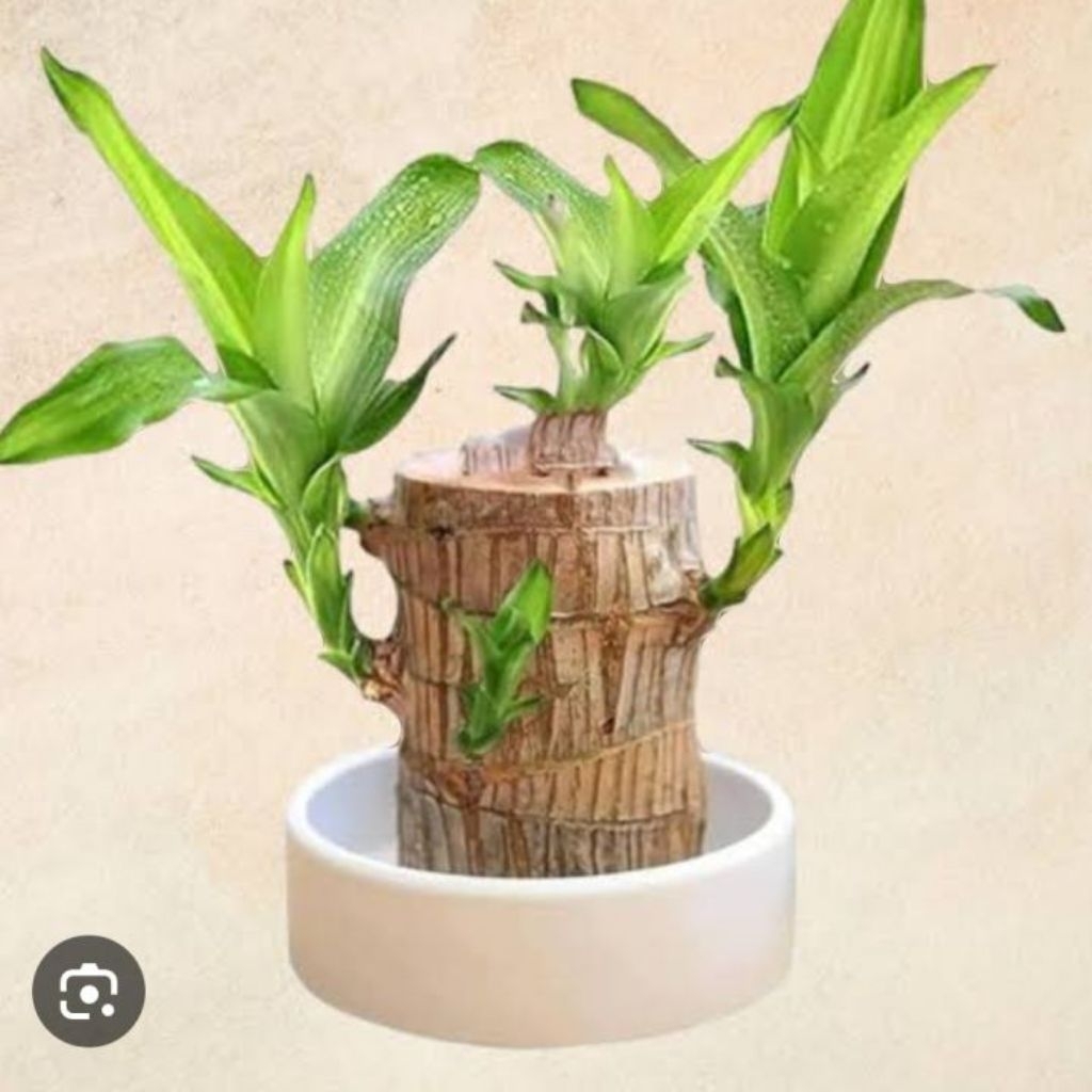 Hanjuang Bonsai Hijau Hanjuang Brazilian wood