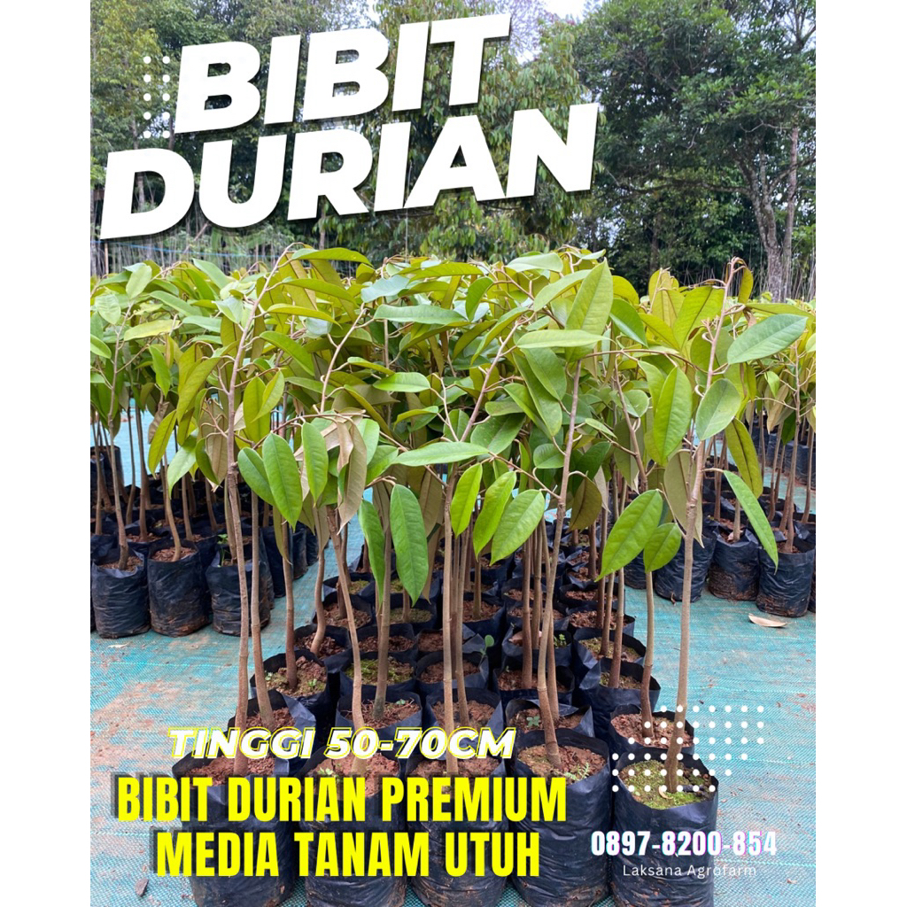 BIBIT DURIAN MEDIA TANAM UTUH TINGGI 50-70cm jenis MUSANG KING PREMIUM UNGGULAN