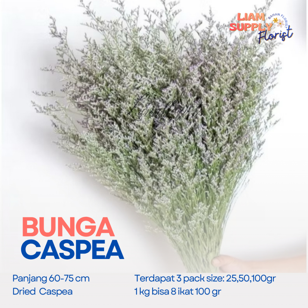 Caspea/ Preserved & Dried Caspea Lover Grass / Dried Flower Awetan / Bunga Kering LS