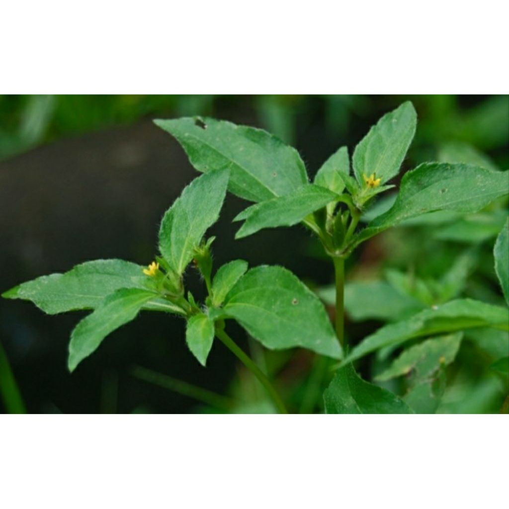 Jotang 1000 gr promo