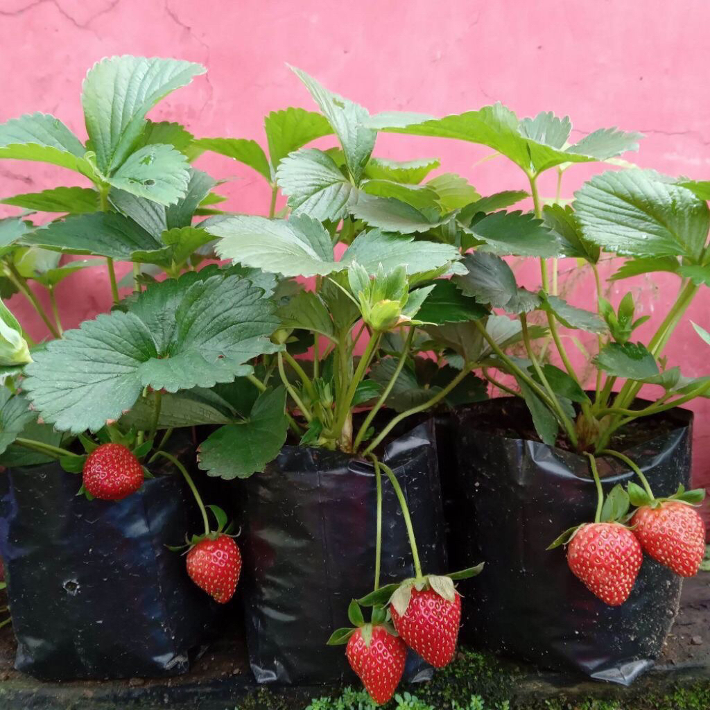 tanaman buah strawberry - bibit tanaman strawbarry - tanaman strawberry