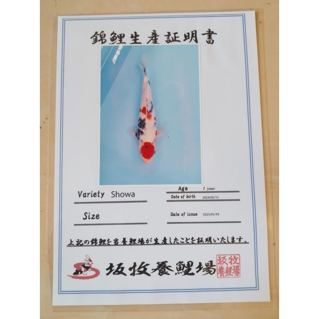 Ikan koi import jenis Showa Maruten 35cm