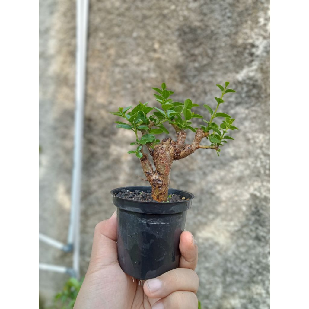Bonsai Sancang Mame Shito