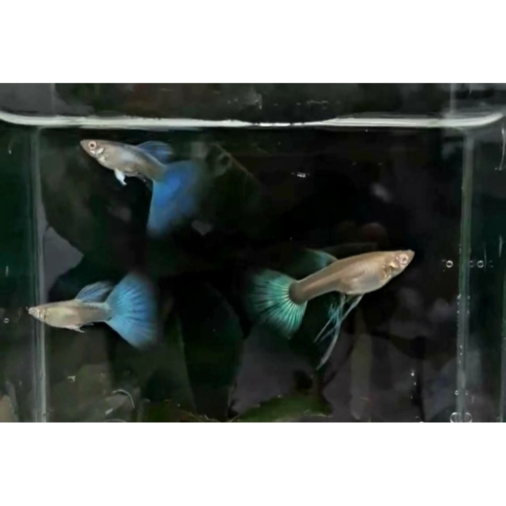 Indukan Ikan Guppy Sky Blue Sepasang Normal