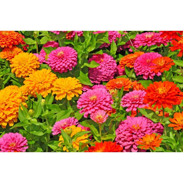 5 Biji Bibit Zinnia