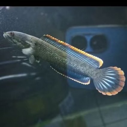 beby chana limbata size 5-6cm