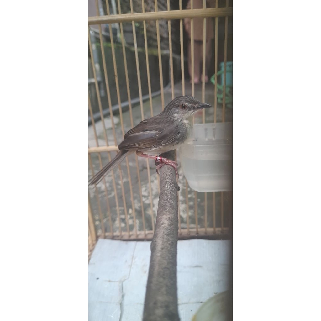 ciblek gunung jantan prospek