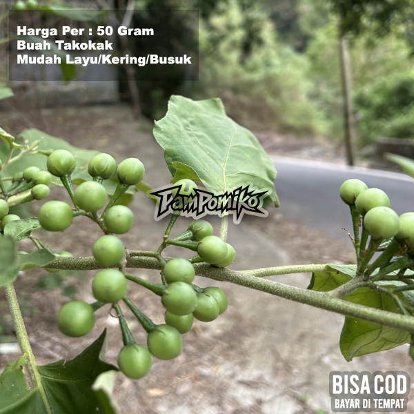 Pokak/ Rimbang/ Takokak 50 gram Obat Herbal Bukan Leunca