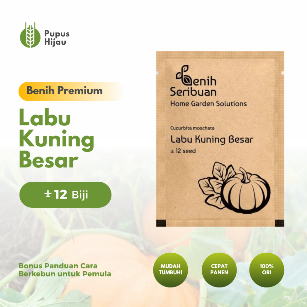 Pupus Hijau - Bibit Buah Labu Kuning Jumbo Unggul
