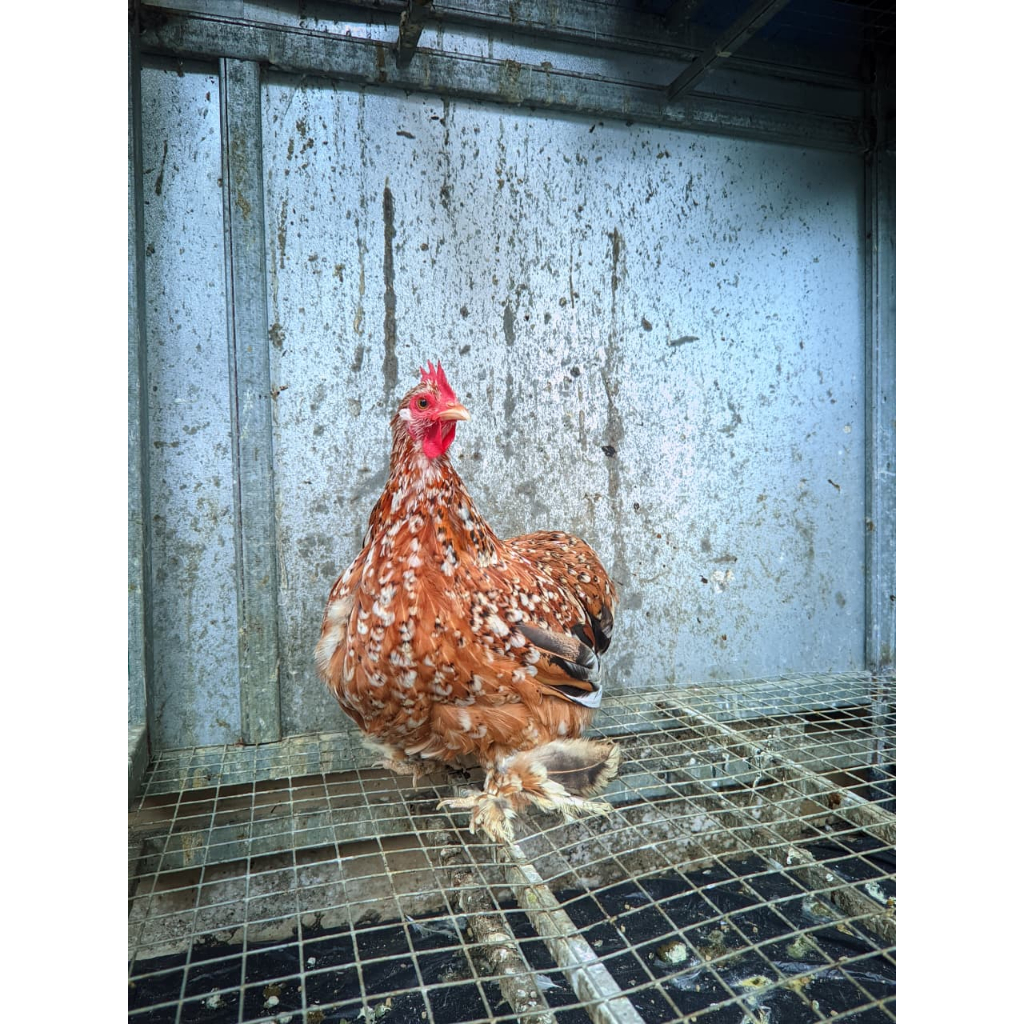 ayam batam cochin/ayam kate hias