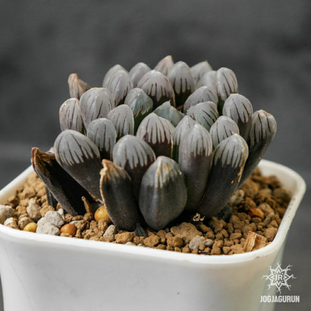 Sukulen Haworthia Black Obtusa