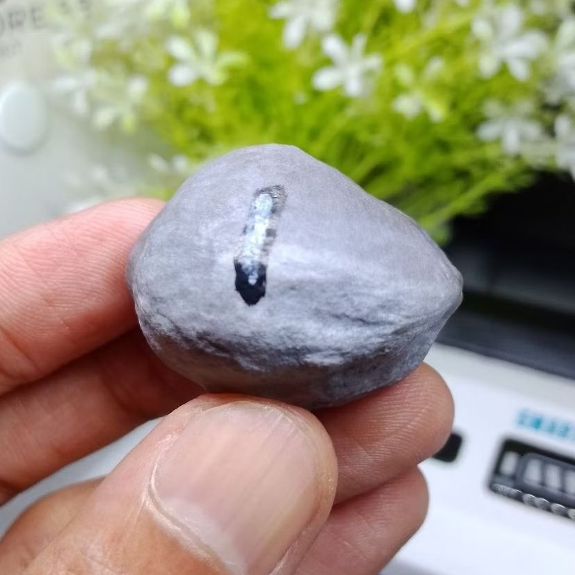 Muncang Adu Jalim CP Junior kode 1