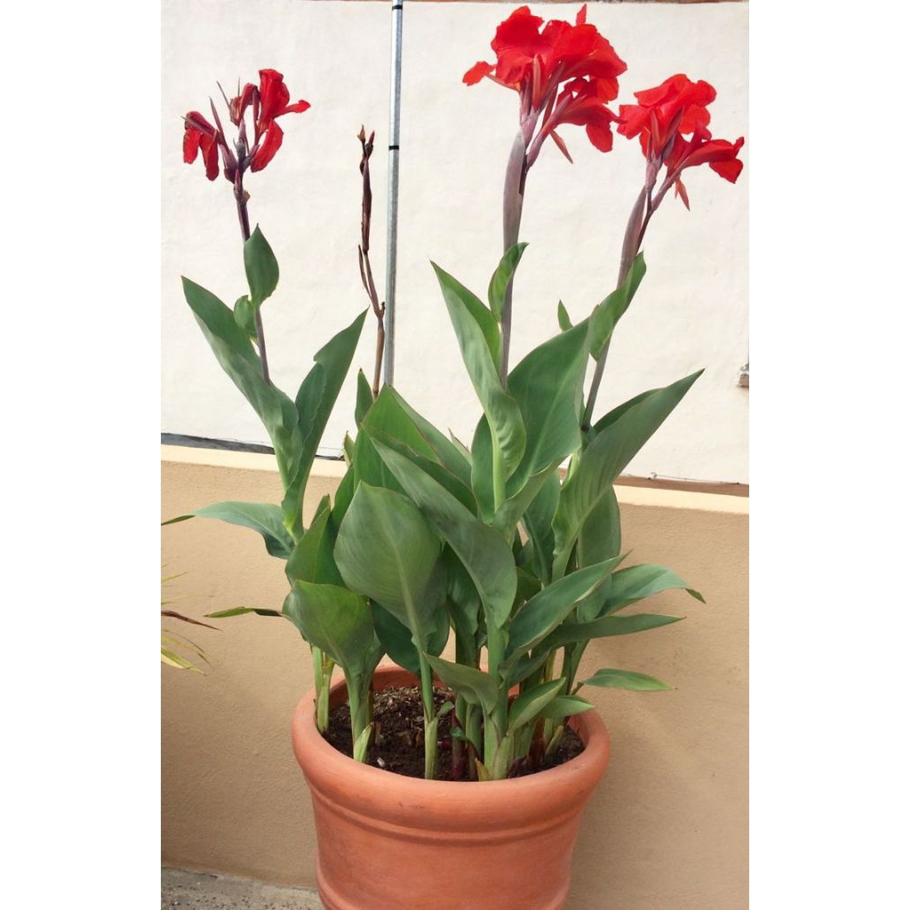 tanaman hias canna hijau bunga merah