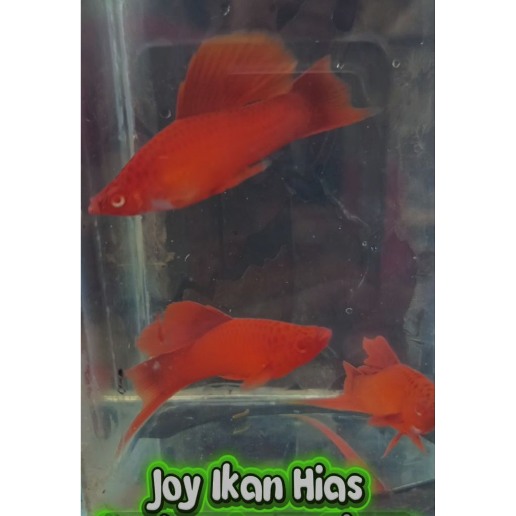 Hiasan Kolam Platy Bloodred FC Indukan 4 ekor