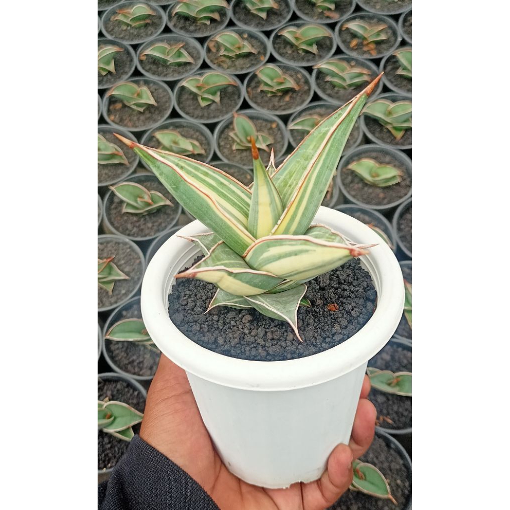Sansevieria Pinguicula - pinguin varigata