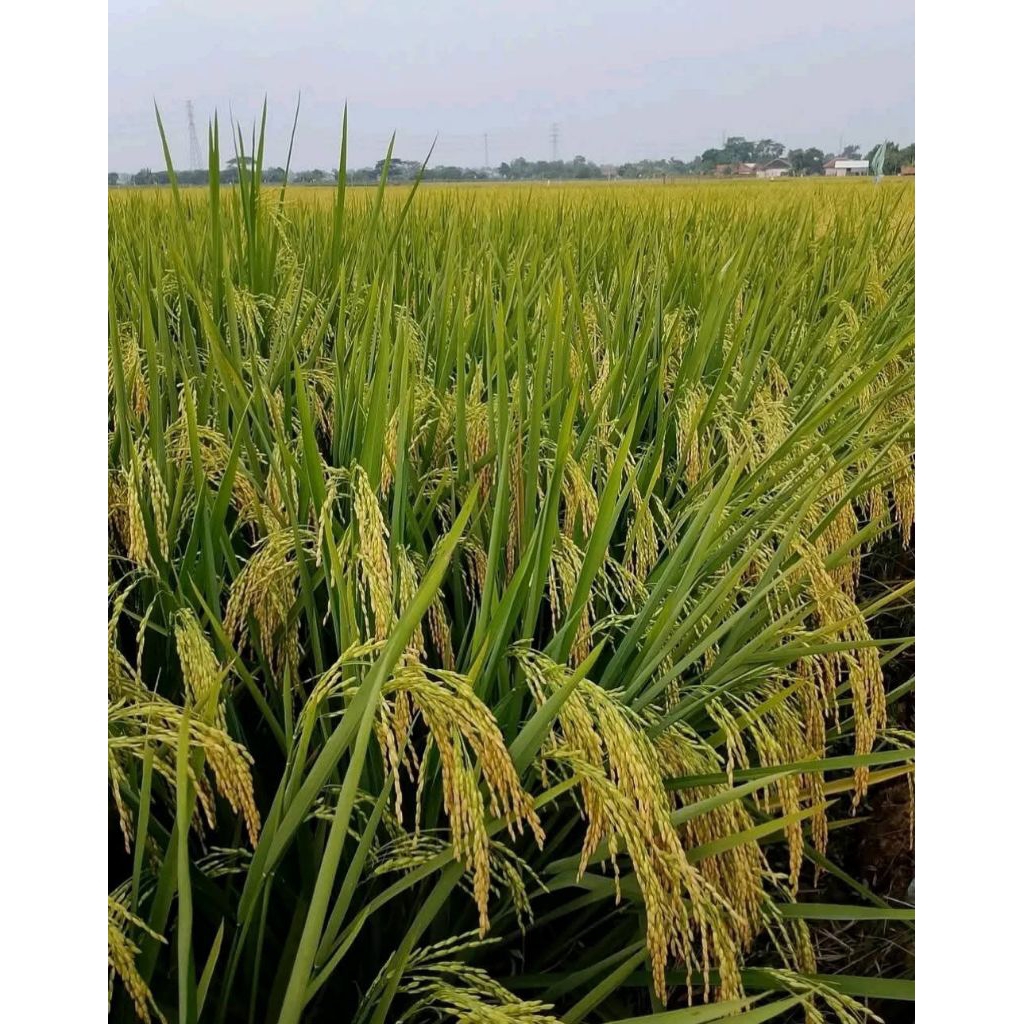 Benih padi lokal indonesia