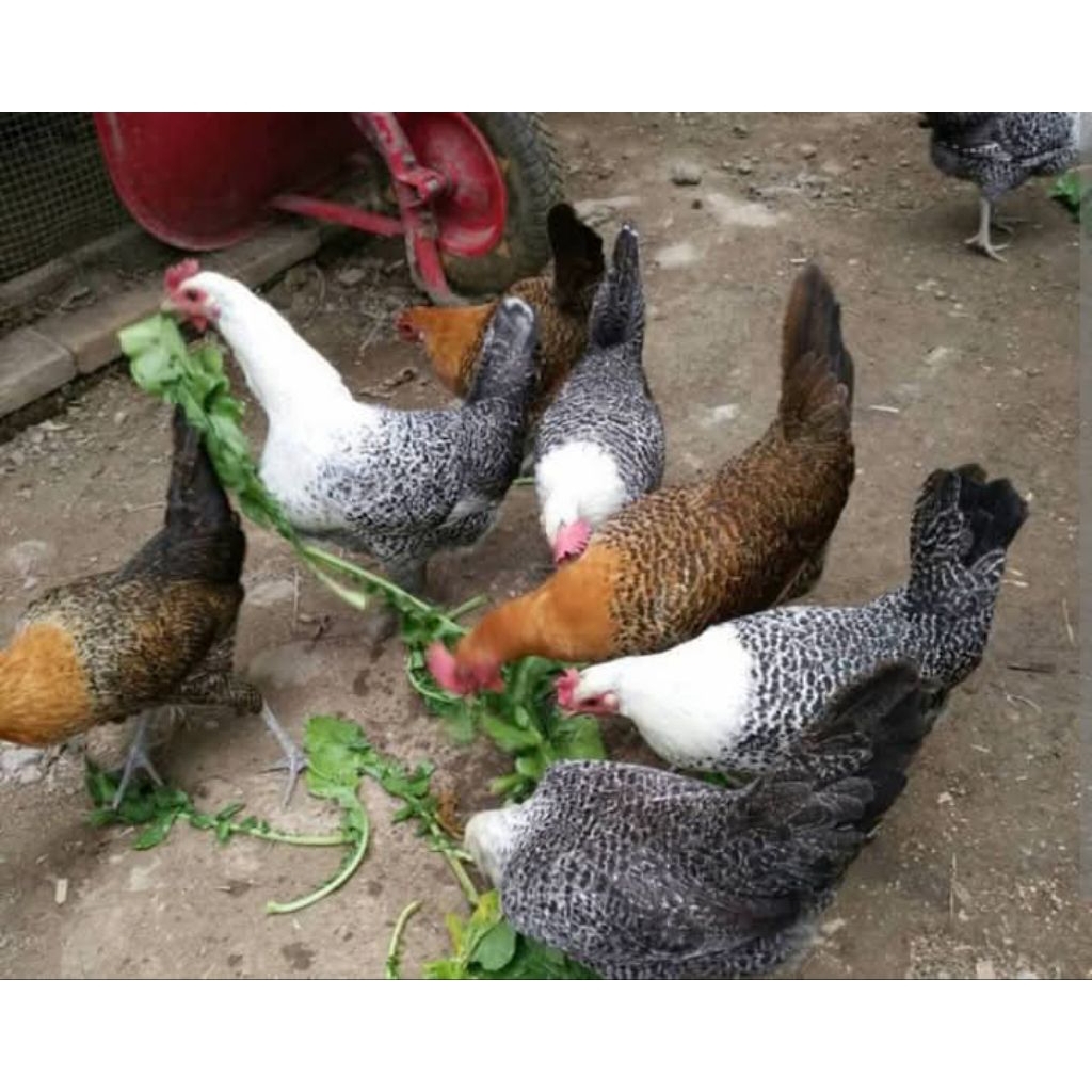 betina ayam Arab usia 5 Bulan