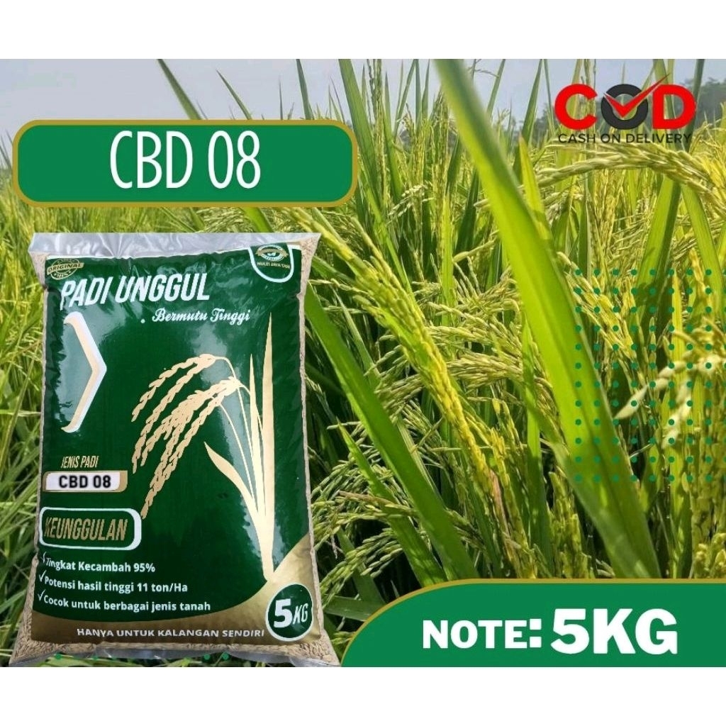 (1KG)Benih Padi unggul CBD 08 1KG ORIGINAL