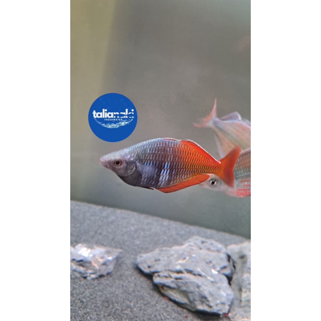 rainbow boesemani 3-4cm