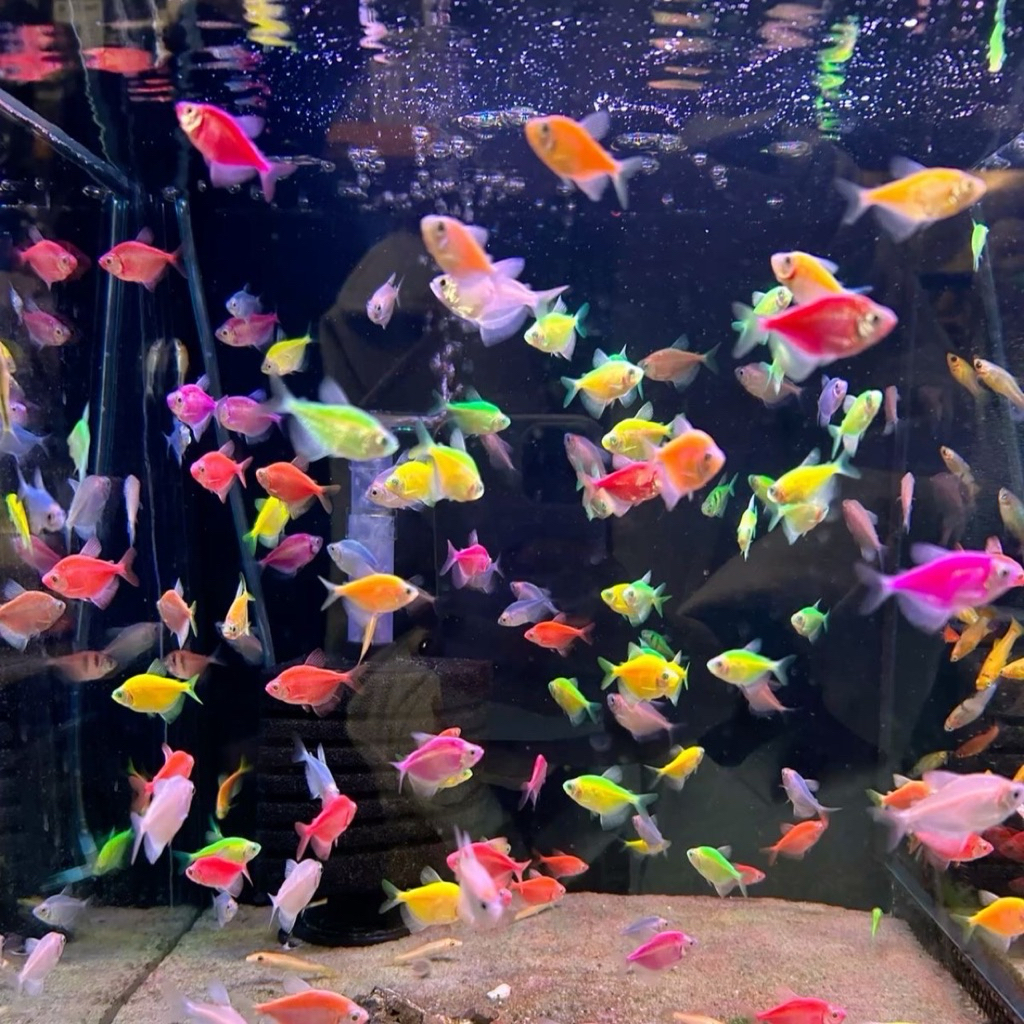 [Chan Aquatic] PAKET IKAN GLOFISH 10 EKOR SIZE M IKAN GLOWFISH TETRA IKAN GLOW IN THE DARK IKAN WARN