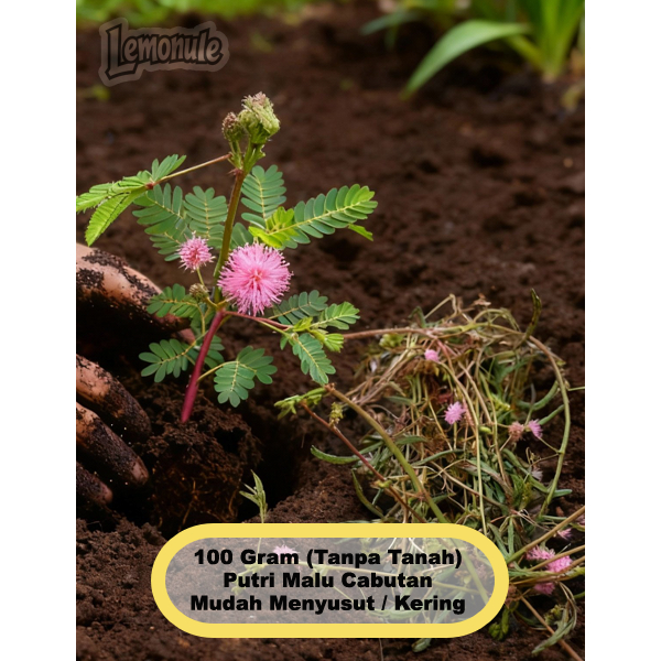 Putri Malu Cabutan 100 Gram Tanpa Media Tanah Mimosa Pudica Obat Herbal