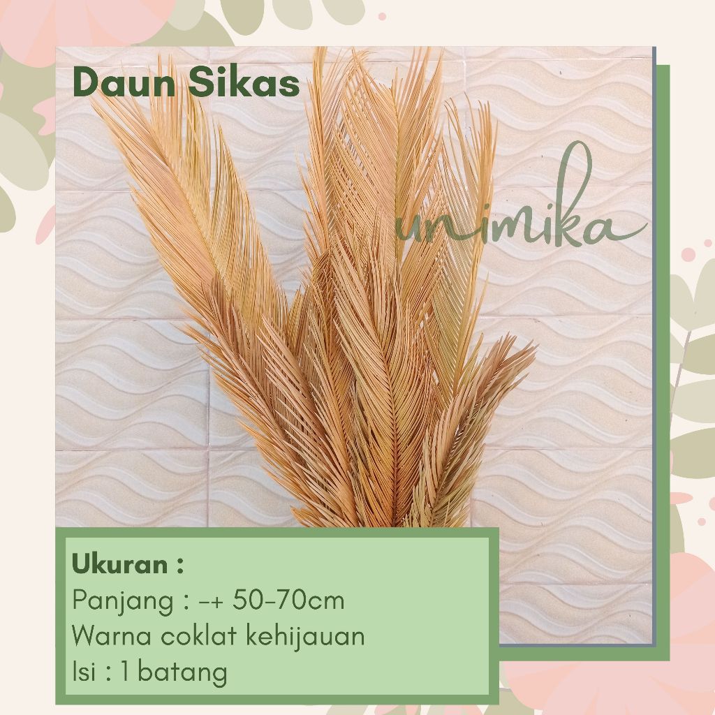 Daun Sikas | Sikas kering | Daun & Bunga Kering | Murah di Bali