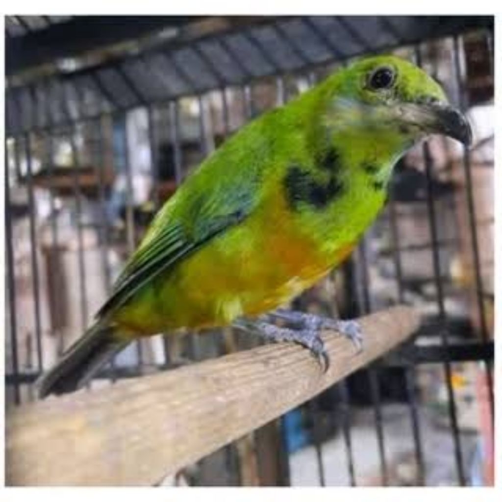 BURUNG CUCAK CUNGKOK TROTOL JANTAN