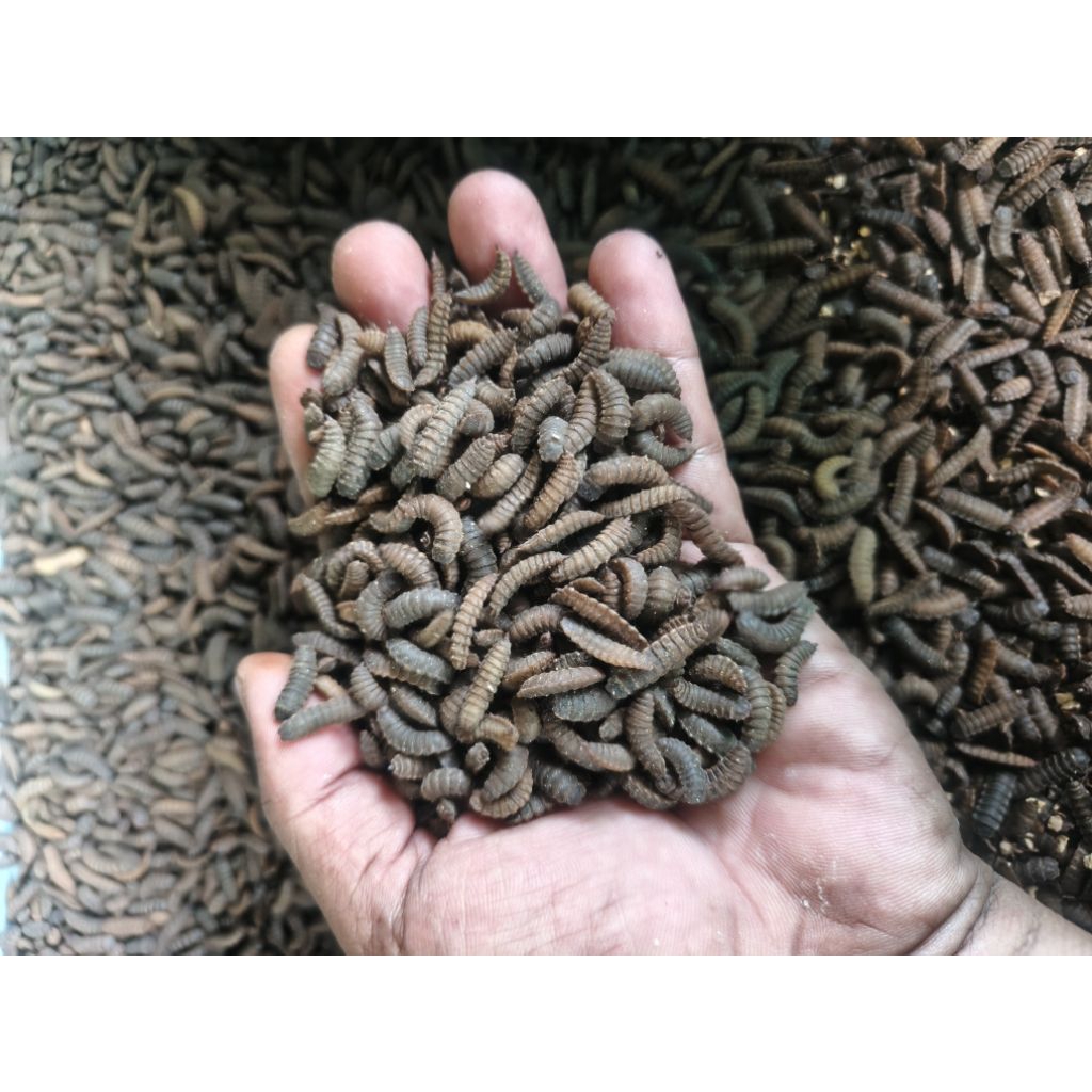Pupa Maggot Bsf ( Paket per 100gr )